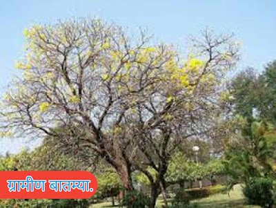 सातपुड्यात महूच्या झाडाखाली विद्यार्थिनी दिली परीक्षा. In Satpuda a Student Gave an Examination Under a Mahogany Tree