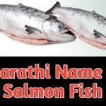 Marathi Name For Salmon Fish : लोकप्रिय साल्मन मासाला काय म्हणून ओळखतात.
