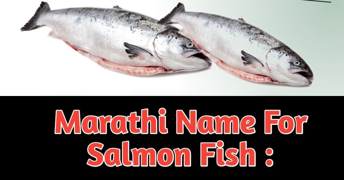 Marathi Name For Salmon Fish : लोकप्रिय साल्मन मासाला काय म्हणून ओळखतात.