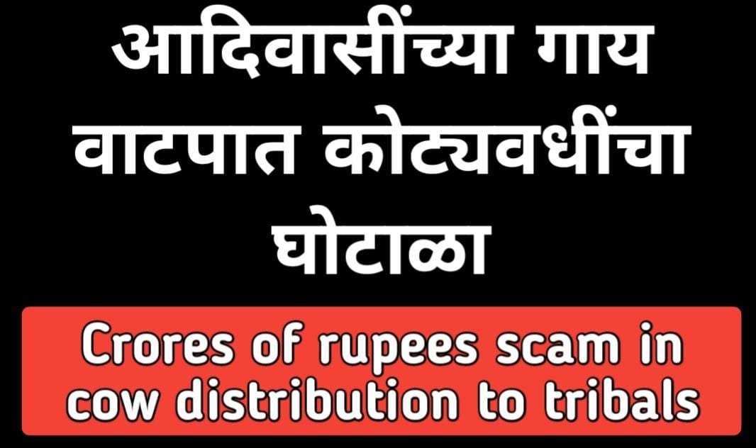 Crores of rupees scam in cow distribution to tribals आदिवासींच्या गाय वाटपात कोट्यवधींचा घोटाळा